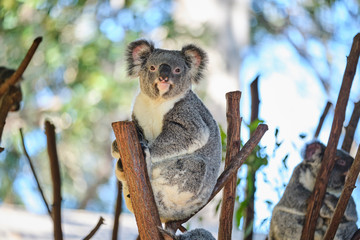 Baby koala climbing and eating around a tree with eucalyptus leaves