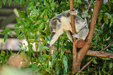 Baby koala climbing and eating around a tree with eucalyptus leaves