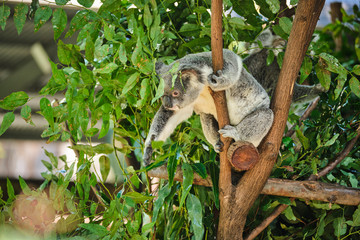 Baby koala climbing and eating around a tree with eucalyptus leaves