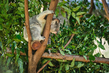 Baby koala climbing and eating around a tree with eucalyptus leaves