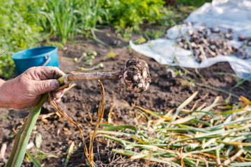 pick garlic. grow garlic in the country. dig out garlic and from the ground. pungent taste. natural products.