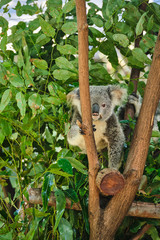 Baby koala climbing and eating around a tree with eucalyptus leaves