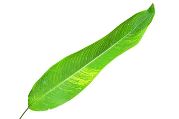  Heliconia variegated leaf isolated on white background with clipping path.