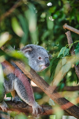 Baby koala climbing and eating around a tree with eucalyptus leaves