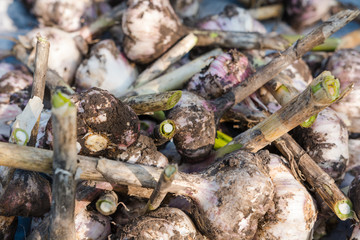 heads of garlic. garlic background. dig out garlic from the ground. autumn harvest. grow garlic in the country. to dry the dug garlic.
