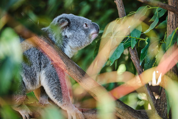Baby koala climbing and eating around a tree with eucalyptus leaves