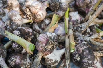 heads of garlic. garlic background. dig out garlic from the ground. autumn harvest. grow garlic in the country. to dry the dug garlic.