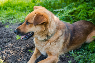 ginger dog lies. the dog lies on earth. dog friend of man. the dog is playing. a pet. favorite dog. Dear friend.