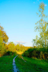 Small hiking trail leading into the forest under a blue sky and a shining sun