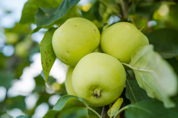 apples on a tree. green apples in the garden. ripe bulk apples. home garden. fresh fruits. apples close up.