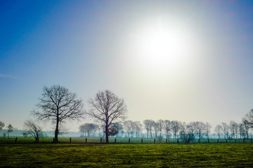 Line of big trees on the farmland in a Cold autumn scene with fog and sunrise, creating a seasonal background