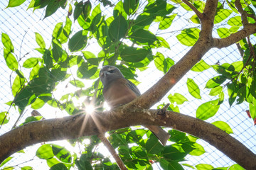 Bird in captivity with star burst