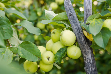 apples on a tree. green apples in the garden. ripe bulk apples. home garden. fresh fruits. apples close up.