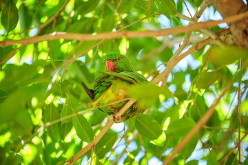Scaly-breasted lorikeet sitting in tree grooming and preening australia