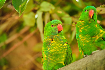 Scaly-breasted lorikeet sitting in tree grooming and preening australia