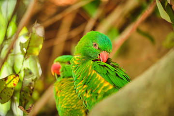 Scaly-breasted lorikeet sitting in tree grooming and preening australia