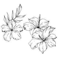 Vector Tropical flowers and leaves isolated. Black and white engraved ink art. Isolated plant illustration element.