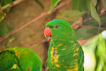 Scaly-breasted lorikeet sitting in tree grooming and preening australia