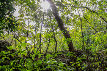 Fototapeta premium nature