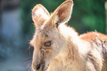 Fototapeta premium Joey baby Kangaroo out of pouch portrait