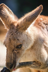Joey baby Kangaroo out of pouch portrait