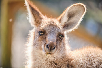Joey baby Kangaroo out of pouch portrait