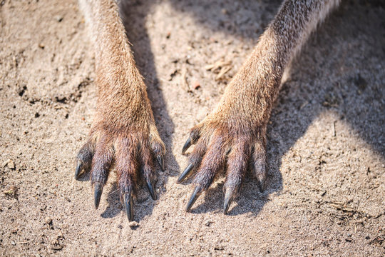 Kangaroo paws on the ground with long nails Stock Photo | Adobe Stock
