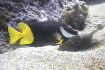 Poisson jaune et noir