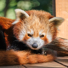Red panda resting on wooden platform