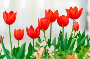 Colorful tulips are blooming in the garden