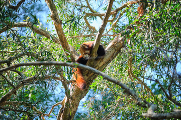 Red panda up a tree sleeping on branch