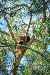 Red panda up a tree sleeping on branch