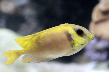 Poisson jaune