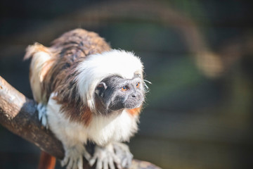 Cotton Top Tamarind closeup portrait
