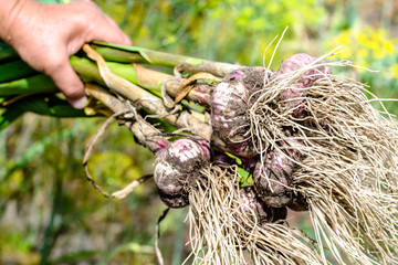 Farmer's hands holding bunch of bio organic garlic. Fresh farm vegetable harvest.