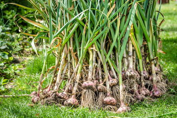 Harvesting garlic in the garden. Farmer with freshly harvested vegetables, organic farming concept.