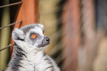 Lemur sun worshiping in zoo