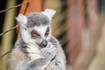 Obraz premium Lemur sun worshiping in zoo