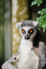 Ringtail Lemur close up portrait on face