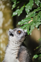 Ringtail Lemur close up portrait on face