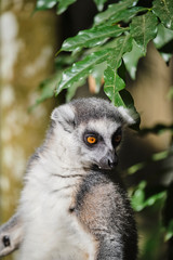 Ringtail Lemur close up portrait on face