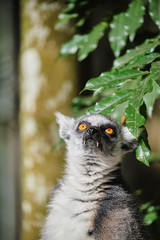 Ringtail Lemur close up portrait on face