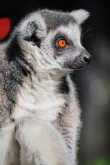 Fototapeta premium Lemur face close up image with wide orange eyes in sun cleaning itself