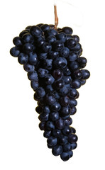 bunch of ripe black grapes on a white background