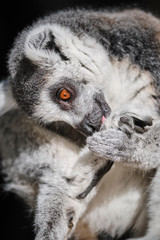 Lemur face close up image with wide orange eyes in sun cleaning itself