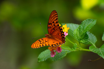 butterfly