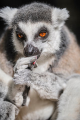 Lemur face close up image with wide orange eyes in sun cleaning itself