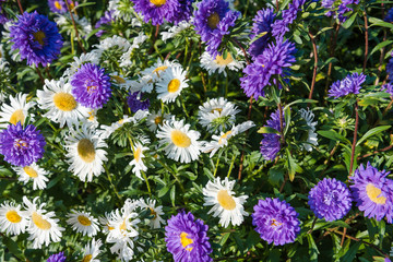 multi-colored asters. home flowers. grow asters in the garden. the scent of flowers. summer plants.
