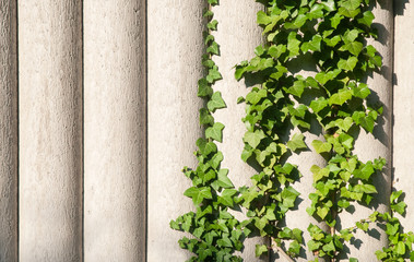 ivy climbing on garden wall of concrete columns