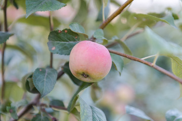 red apples on a branch. juicy apples. ripe fruits. apple hanging on a branch. Agriculture. bulk apples.